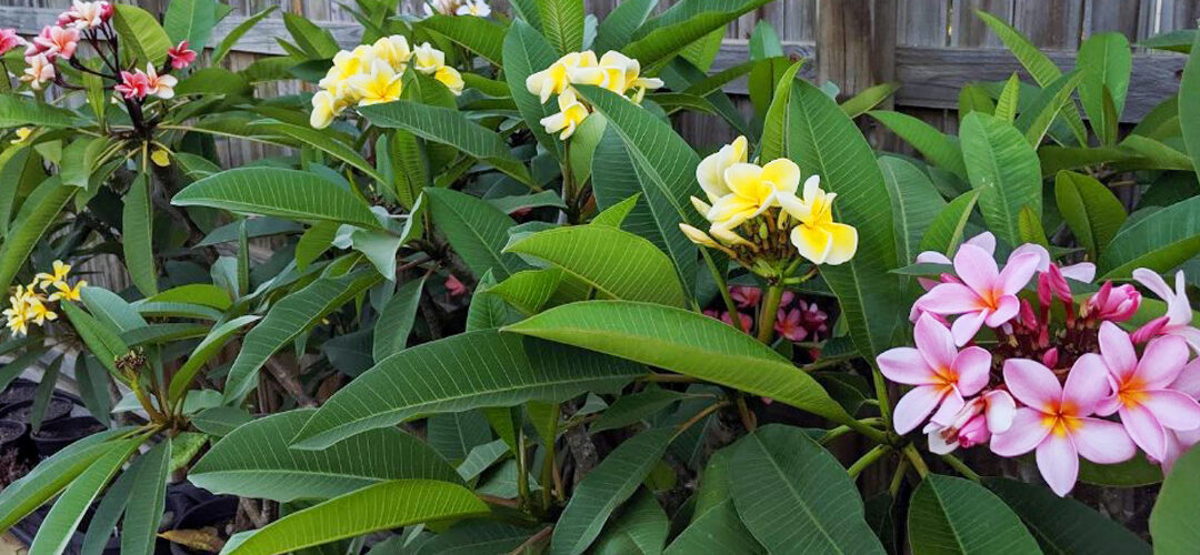 Can I grow frangipani in a pot?